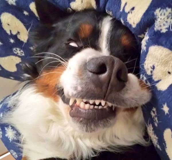 天使から一転、ケルベロス化　愛犬の表情に困惑の声