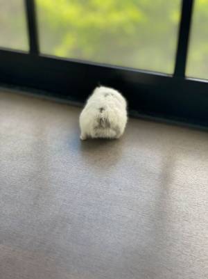 「まじで分からない」「難しすぎ」　写真に紛れるハムスターを探すツイートにネットざわつく