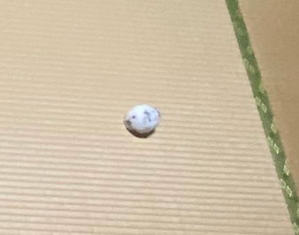 「まじで分からない」「難しすぎ」　写真に紛れるハムスターを探すツイートにネットざわつく