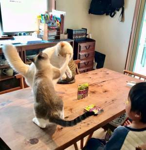 息子「おやつくらいゆっくり食べさせてよ」　母親が大笑いした光景とは