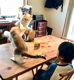 息子「おやつくらいゆっくり食べさせてよ」　母親が大笑いした光景とは