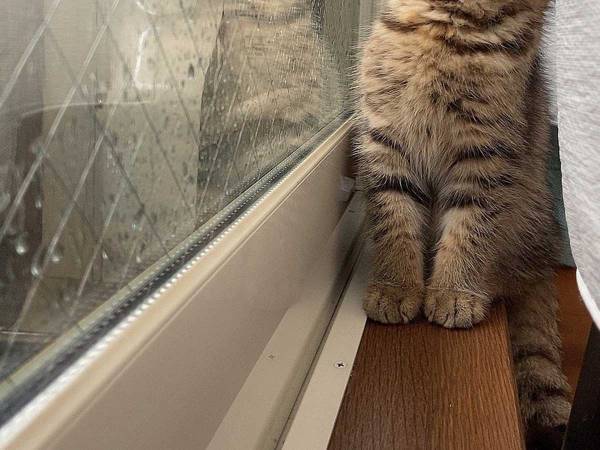 「かわいすぎてニヤけた」「優しい世界」　雨を観察する子猫が話題に！
