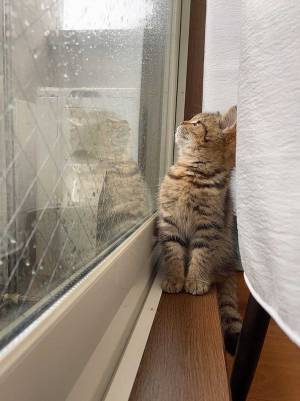 「かわいすぎてニヤけた」「優しい世界」　雨を観察する子猫が話題に！