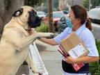大きな犬が郵便配達員の女性に飛びかかろうとしている！？　真相にほっこり