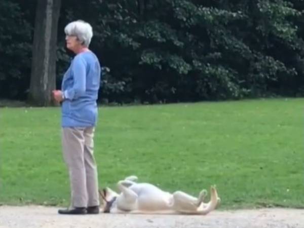 散歩中に死んだフリをする犬　困った飼い主に同情が殺到　「うちの犬もする」