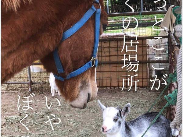 エサ箱の中で落ち着くヤギ　それを見た馬の絶妙な『ツッコミ』がこちらです