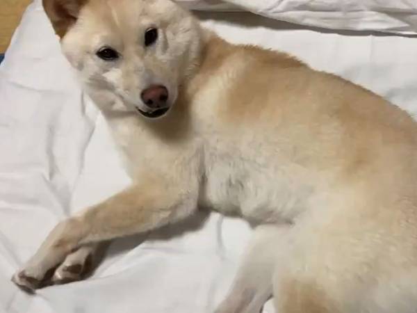 人間のお布団が初めての元保護犬　見せた反応に反響