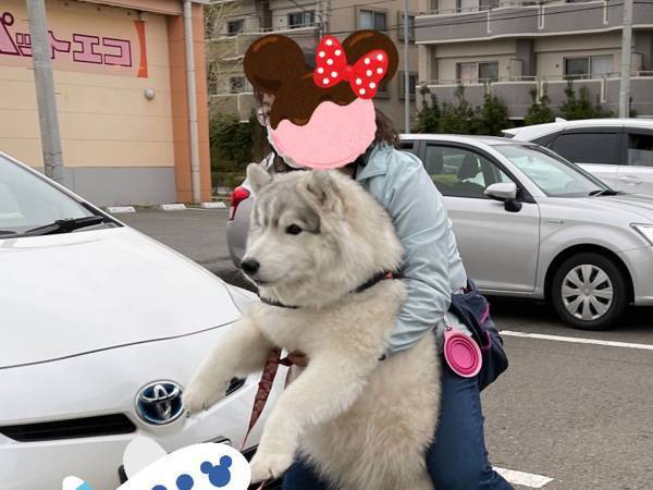 動物病院を嫌がるシベリアンハスキー　飼い主の『運び方』に、癒される