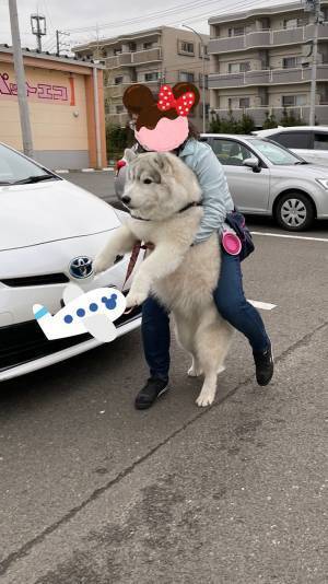 動物病院を嫌がるシベリアンハスキー　飼い主の『運び方』に、癒される
