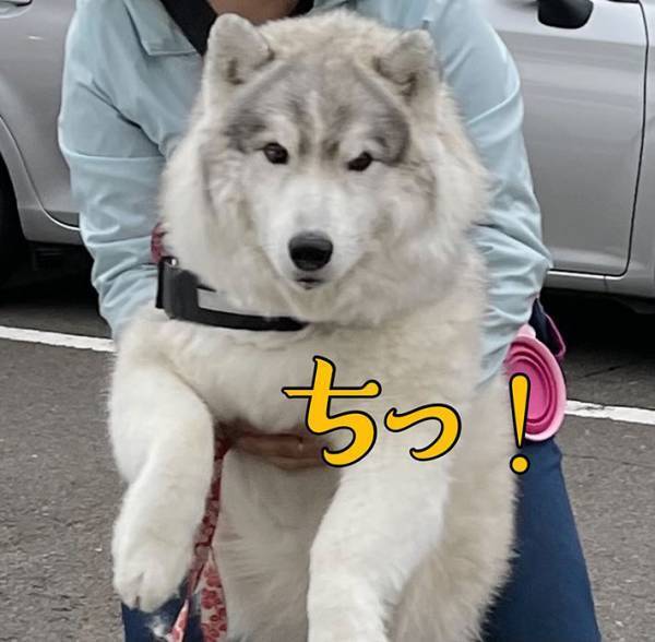 動物病院を嫌がるシベリアンハスキー　飼い主の『運び方』に、癒される