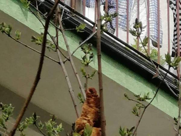 木の枝に引っかかったまま動かない『謎の生き物』　その正体に腹筋崩壊