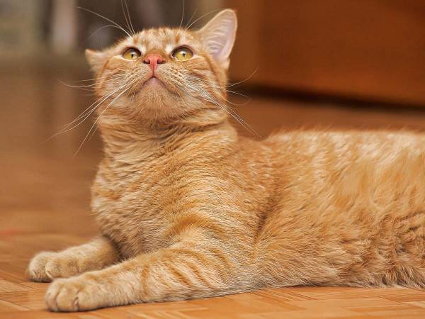 愛猫の前でコインが消える手品を見せると？　猫がとった行動にびっくり