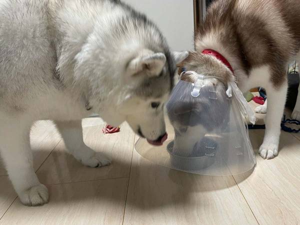 赤ちゃんハスキーのエサを横取りしようとした結果…？　「笑った」「漫画かよ！」