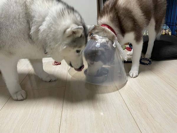 赤ちゃんハスキーのエサを横取りしようとした結果…？　「笑った」「漫画かよ！」