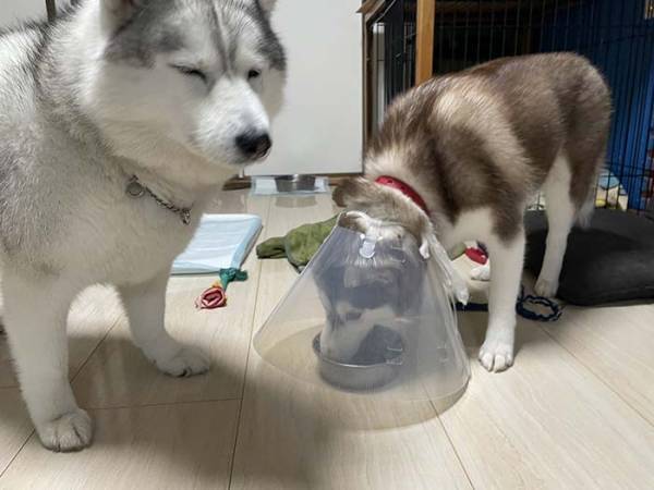 赤ちゃんハスキーのエサを横取りしようとした結果…？　「笑った」「漫画かよ！」