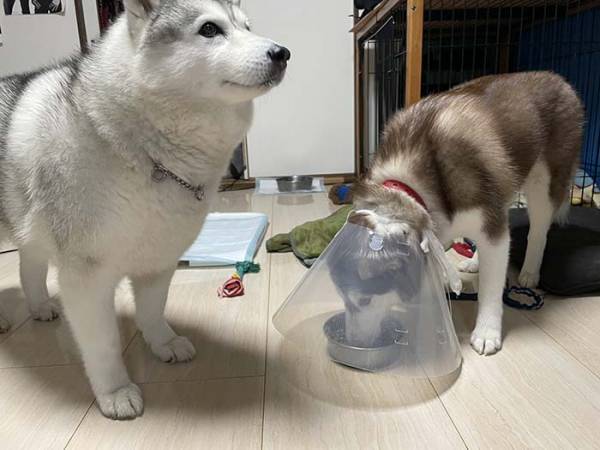 赤ちゃんハスキーのエサを横取りしようとした結果…？　「笑った」「漫画かよ！」
