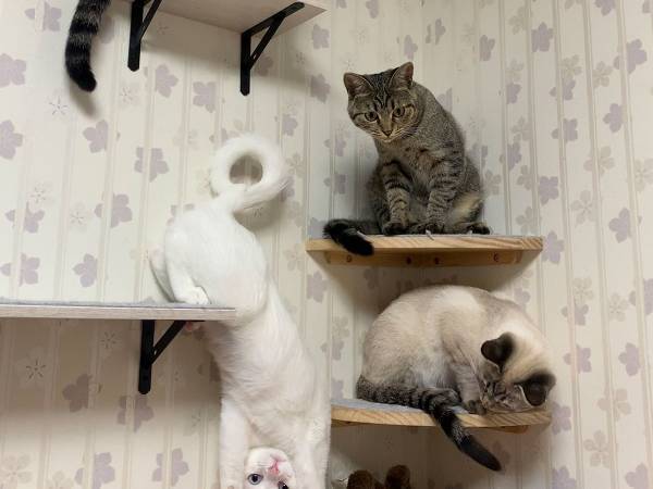 キャットウォークを楽しむ猫たち　しかし、１匹だけ奇妙な体勢の猫がいて…！？