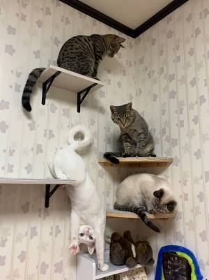 キャットウォークを楽しむ猫たち　しかし、１匹だけ奇妙な体勢の猫がいて…！？