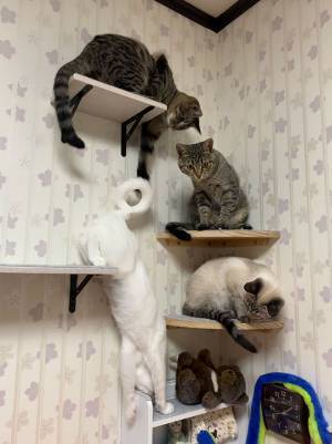 キャットウォークを楽しむ猫たち　しかし、１匹だけ奇妙な体勢の猫がいて…！？