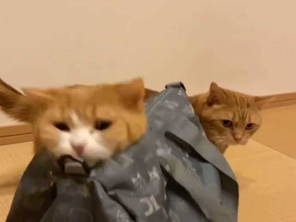 カバンの中にいたのは？　奥にいる猫のリアクションが話題に！