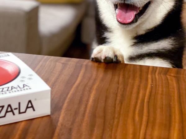 「え、僕にも？」　犬用ピザをもらった柴犬　その反応に「かわいすぎ」「ほほ笑ましい」の声