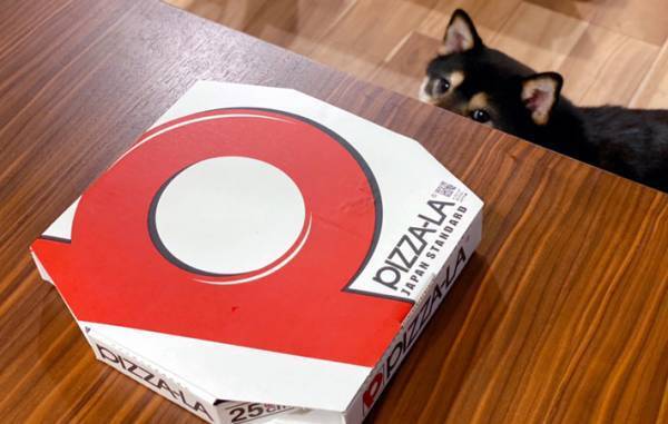 「え、僕にも？」　犬用ピザをもらった柴犬　その反応に「かわいすぎ」「ほほ笑ましい」の声