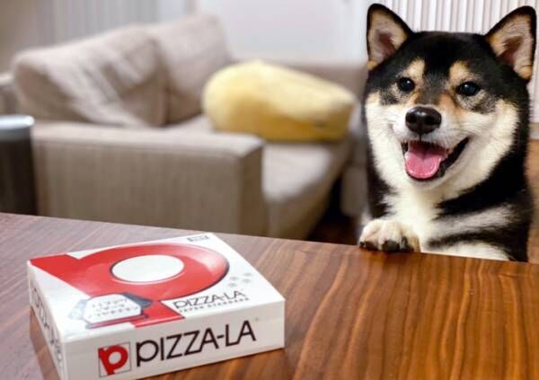 「え、僕にも？」　犬用ピザをもらった柴犬　その反応に「かわいすぎ」「ほほ笑ましい」の声