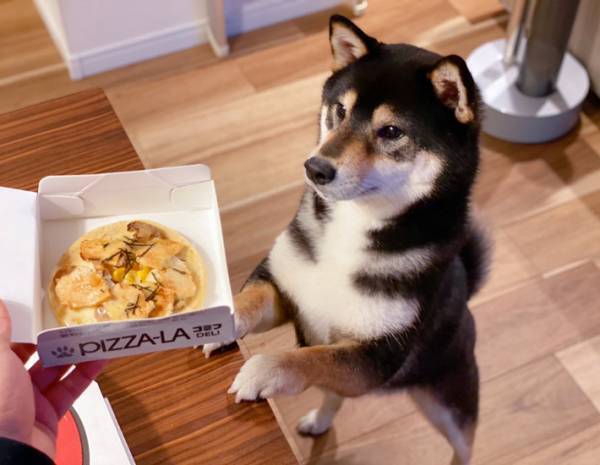 「え、僕にも？」　犬用ピザをもらった柴犬　その反応に「かわいすぎ」「ほほ笑ましい」の声