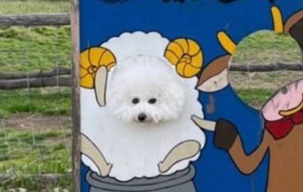 愛犬を撮影した１枚に反響　「顔出しパネルが似合いすぎる」「笑った」