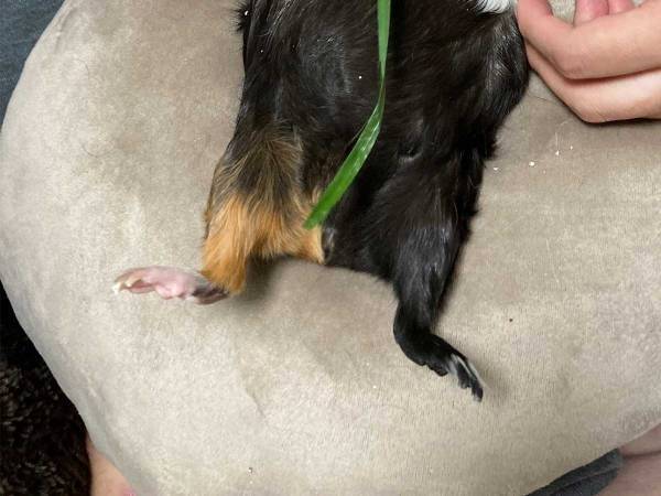 放心状態のモルモットに反響　その姿に「声出して笑った」「元気でる」