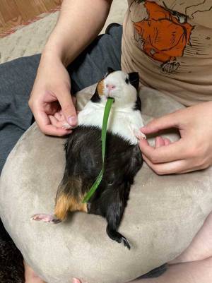 放心状態のモルモットに反響　その姿に「声出して笑った」「元気でる」