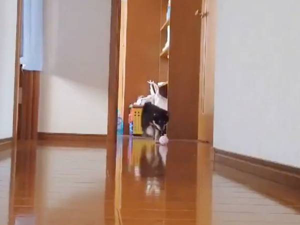 １匹でボール遊びをしていた柴犬が？　「かわいすぎ」「何度も見ちゃう」