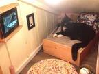 飼い主が作った『猫の寝室』に反響　小さなTVに映っていたのは？