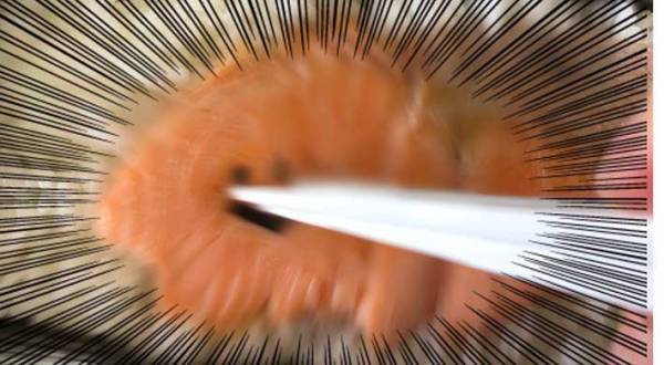 姉が作った弁当に手紙が　内容に「癖が強い！」「これは笑う」の声