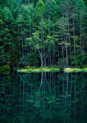 長野県の山奥で撮影された、森の中へ吸い込まれそうな３枚がこちら