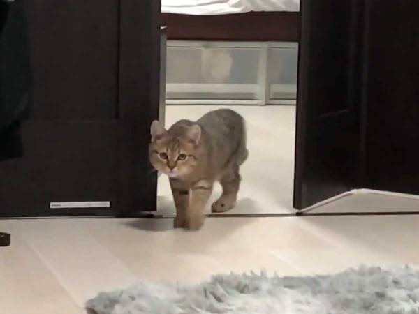 「もう５０回以上は見てる」　飼い主に呼ばれた子猫の『ルンルン歩き』が話題に！