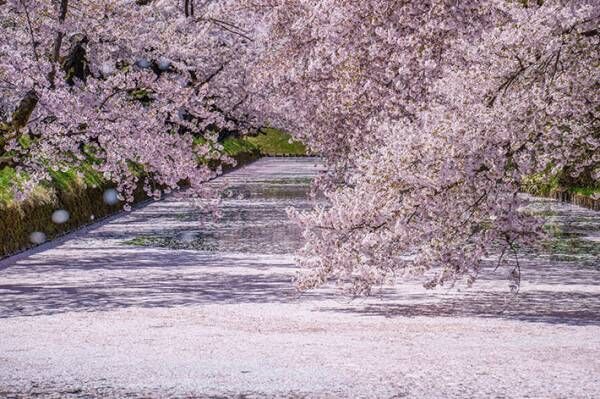 東北最強ならぬ「日本最強かもしれない」　桜の名所で撮った８枚の写真に息をのむ