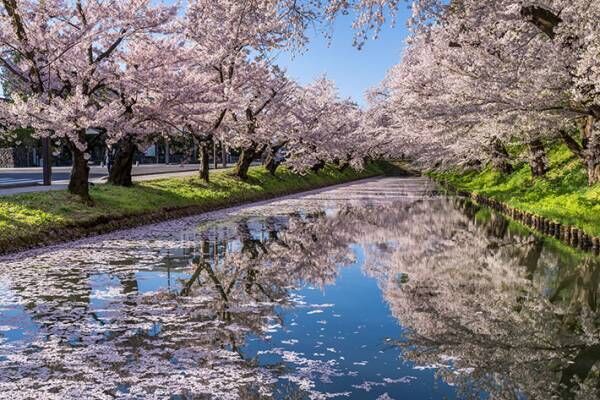 東北最強ならぬ「日本最強かもしれない」　桜の名所で撮った８枚の写真に息をのむ