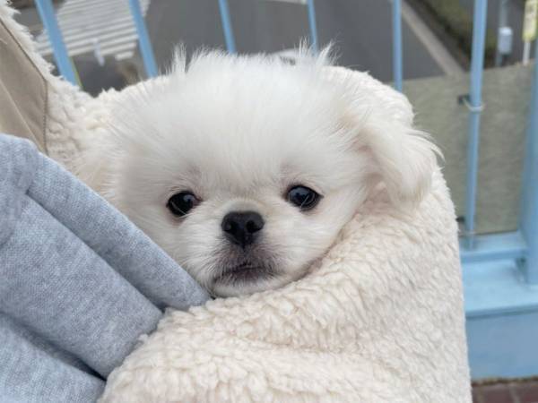 外の世界に怯える子犬…　２か月後の姿に、心を射抜かれる人が続出