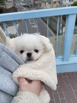 外の世界に怯える子犬…　２か月後の姿に、心を射抜かれる人が続出