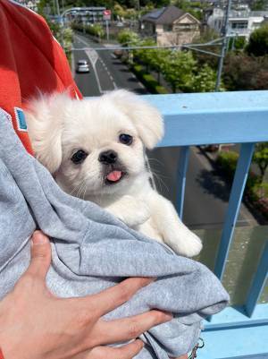 外の世界に怯える子犬…　２か月後の姿に、心を射抜かれる人が続出