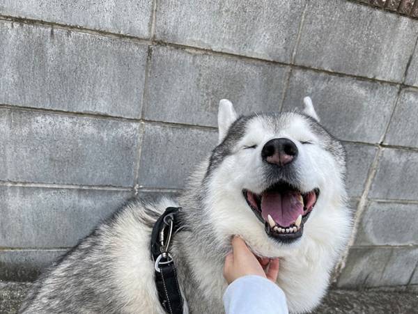 外で撫でられたシベリアンハスキー　２枚目の写真に「落差が激しい」の声