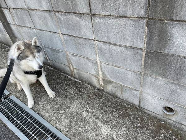 外で撫でられたシベリアンハスキー　２枚目の写真に「落差が激しい」の声