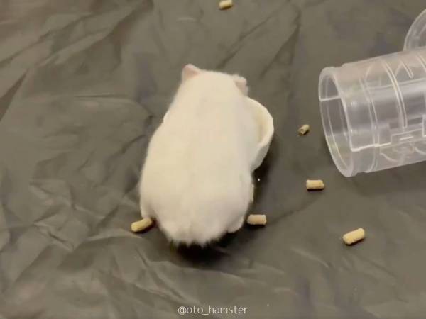 好きなおやつが入っていなかったハムスター　まさかの行動に吹き出す！