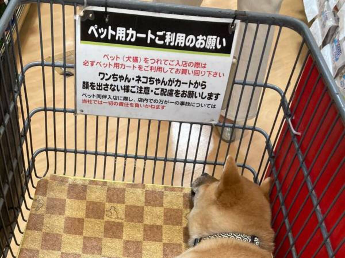 飼い主 くつろぎすぎな 柴犬の子犬の反応に なんともいえない心境 21年4月26日 ウーマンエキサイト 1 2