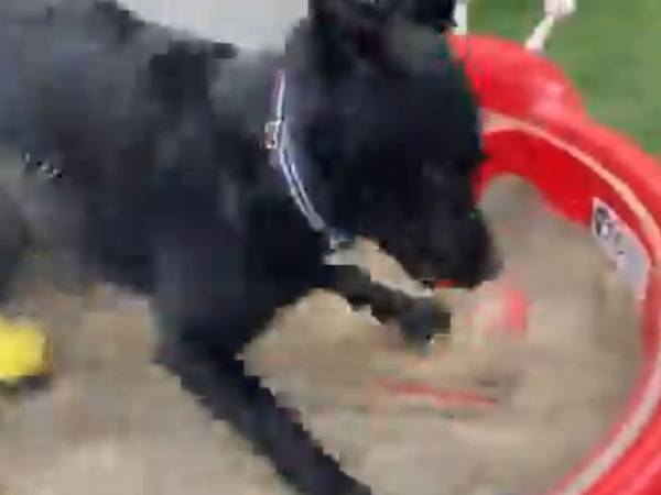 砂場で大興奮の犬　とんでもない暴れっぷりに腹筋崩壊