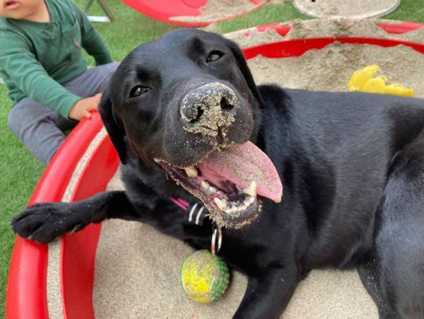 砂場で大興奮の犬　とんでもない暴れっぷりに腹筋崩壊