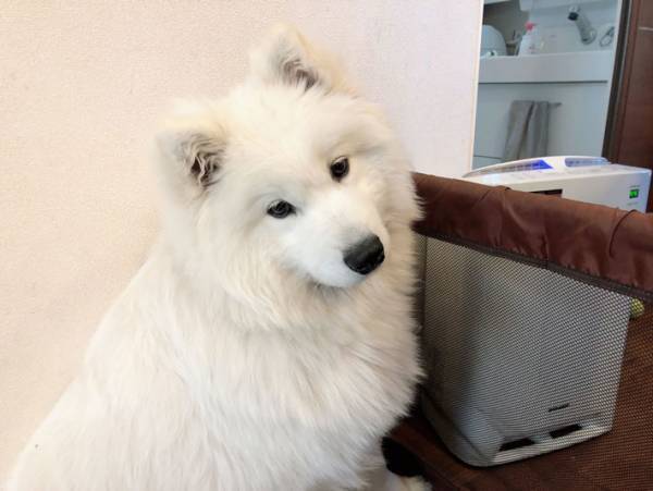 「シャンプー行くよって言った時の顔」　サモエドの子犬のささやかな抵抗