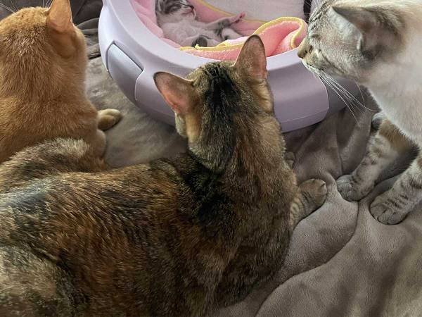 猫用ベッドで眠る子猫　その周りにいたのは…？