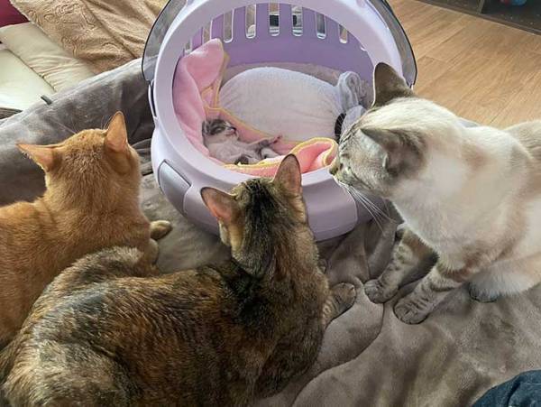 猫用ベッドで眠る子猫　その周りにいたのは…？